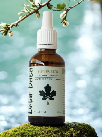 Gen&eacute;vrier Juniperus communis � Gemmoth&eacute;rapie 1D Bio � D&eacute;tox h&eacute;patique & digestion