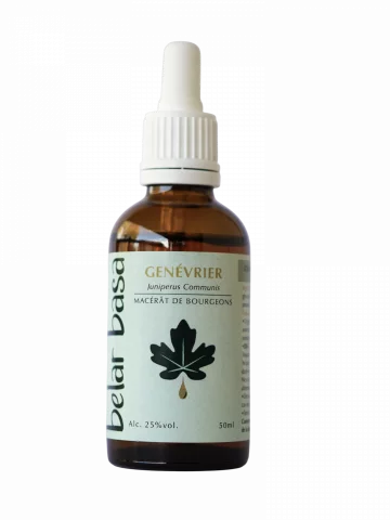 Gen&eacute;vrier Juniperus communis � Gemmoth&eacute;rapie 1D Bio � D&eacute;tox h&eacute;patique & digestion
