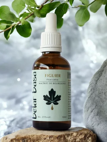 Figuier Ficus carica � Gemmoth&eacute;rapie 1D Bio � Stress & Digestion