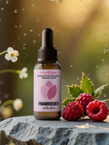 Framboisier mac&eacute;rat m&egrave;re Bio cycle f&eacute;minin confort ut&eacute;rin et &eacute;quilibre