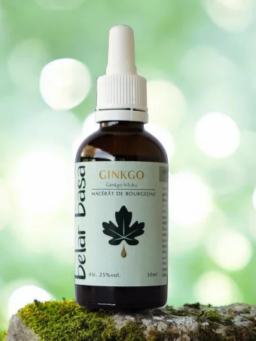 Ginkgo Ginkgo biloba � Gemmoth&eacute;rapie 1D Bio � Circulation c&eacute;r&eacute;brale & m&eacute;moire