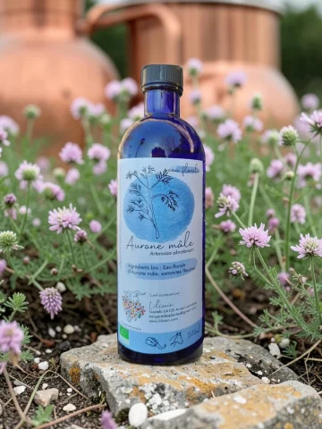 Hydrolat Aurone m&acirc;le Bio Lilizain Pays basque � Digestif et tonique 200 ml