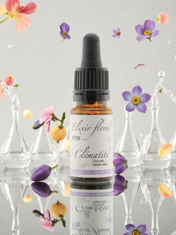 Fleur de Bach Cl&eacute;matite Clematis &Eacute;lixir floral Bio Ancrage et Concentration