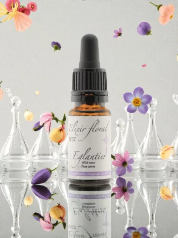 Fleur de Bach &Eacute;glantier Wild Rose &Eacute;lixir floral Bio Motivation et &Eacute;lan vital