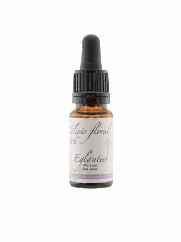 Fleur de Bach &Eacute;glantier Wild Rose &Eacute;lixir floral Bio Motivation et &Eacute;lan vital