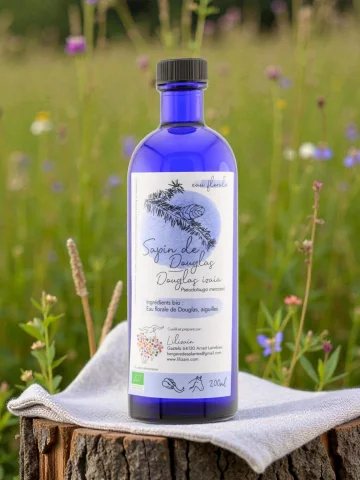 Respiration encombr&eacute;e et besoin d�air frais hydrolat de Sapin de Douglas bio du Pays basque.