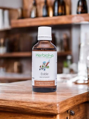 Macérat de bourgeons bio d'Érable champêtre (Acer campestre)  Soutien hépatique et métabolique