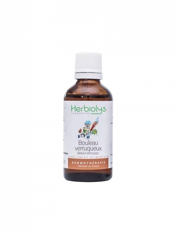 Macérat de bourgeons bio de Bouleau verruqueux  Régénération osseuse et protection hépatique