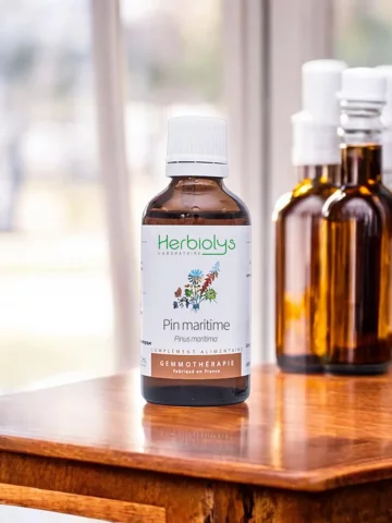 Macérat de bourgeons bio de Pin maritime (Pinus pinaster)  Soutien respiratoire et articulaire