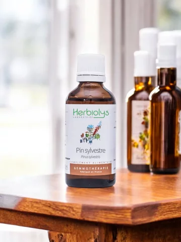 Macérat de bourgeons bio de Pin sylvestre (Pinus sylvestris)  Soutien respiratoire et articulaire