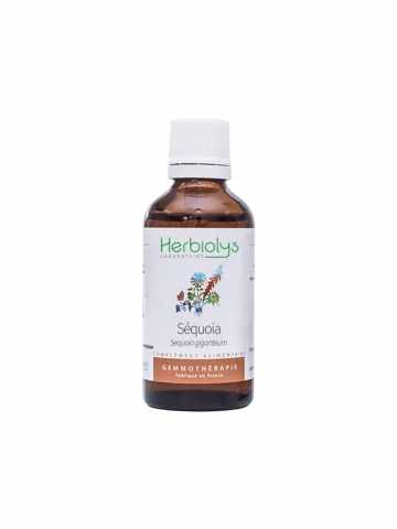 Macérat de bourgeons bio de Séquoia (Sequoia gigantea)  Vitalité masculine et soutien osseux