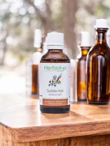 Macérat de bourgeons bio de Sureau noir (Sambucus nigra)  Soutien immunitaire et respiratoire