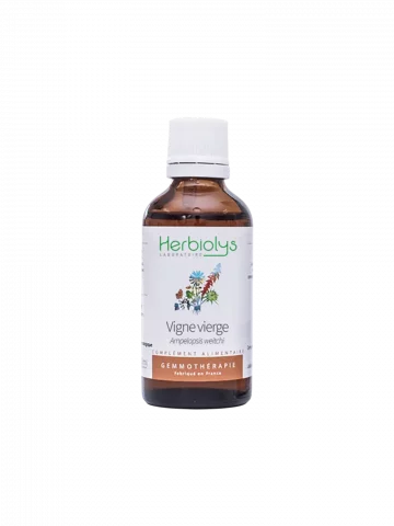 Macérat de bourgeons bio de Vigne Vierge (Ampelopsis veitchii)  Soutien articulaire et tissulaire